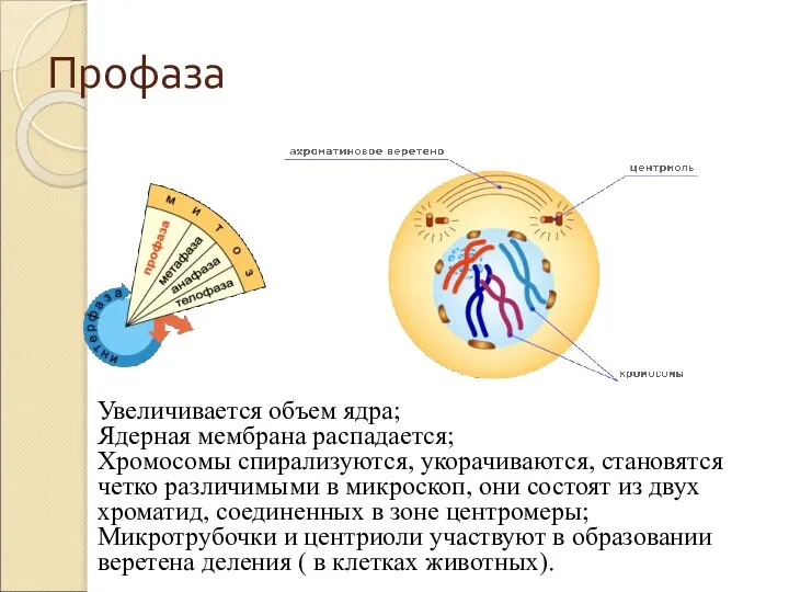 Профаза Увеличивается объем ядра; Ядерная мембрана распадается; Хромосомы спирализуются, укорачиваются, становятся