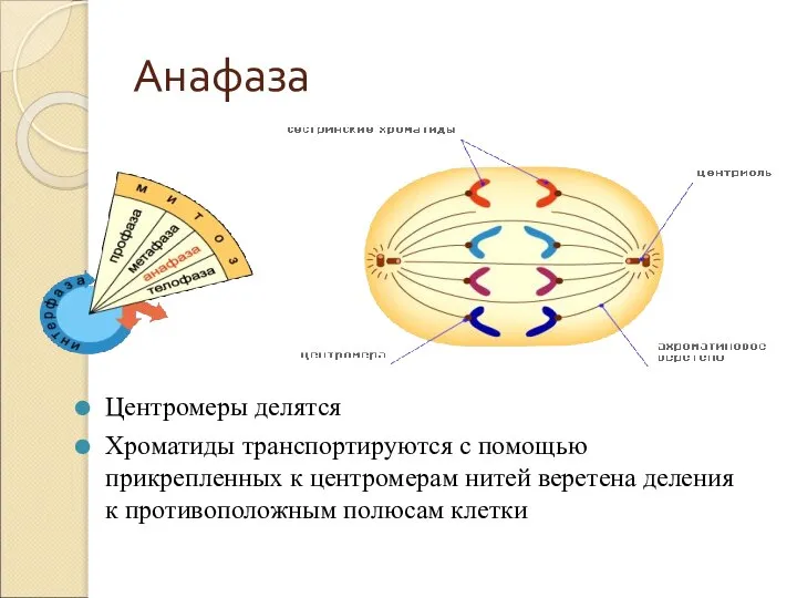 Анафаза Центромеры делятся Хроматиды транспортируются с помощью прикрепленных к центромерам нитей