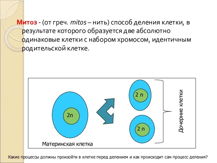 Митоз - (от греч. mitos – нить) способ деления клетки, в