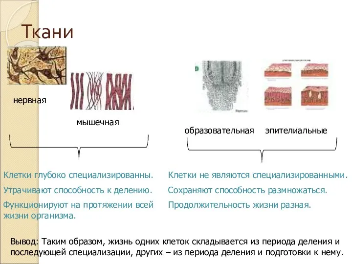 Ткани нервная мышечная образовательная эпителиальные Клетки глубоко специализированны. Утрачивают способность к