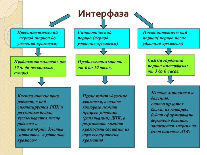 Интерфаза Пресинтетический период (период до удвоения хромосом) Синтетический период (период удвоения