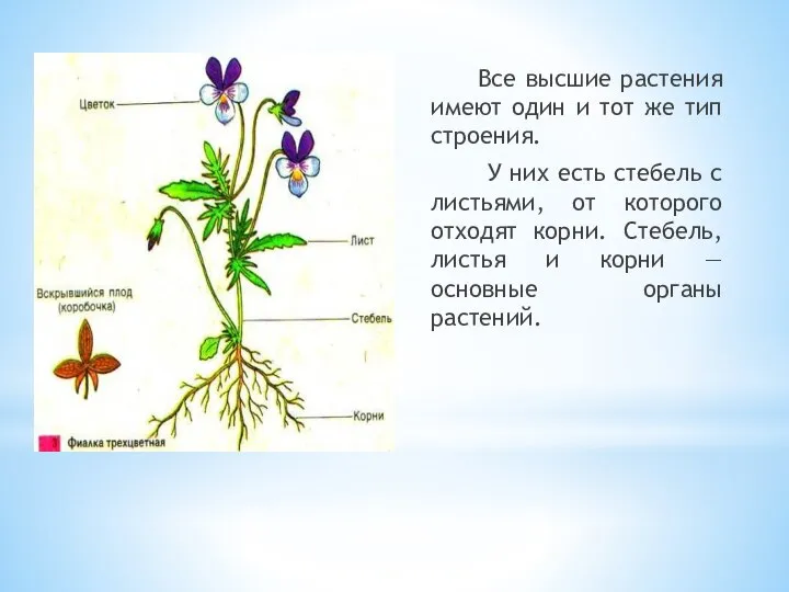 Все высшие растения имеют один и тот же тип строения. У