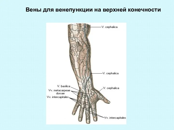 Вены для венепункции на верхней конечности