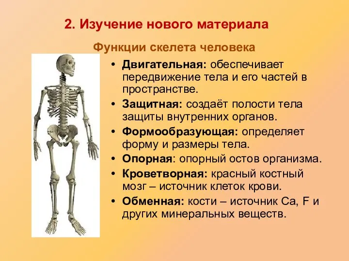 Функции скелета человека Двигательная: обеспечивает передвижение тела и его частей в