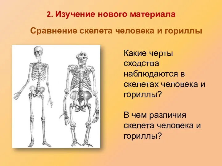 Какие черты сходства наблюдаются в скелетах человека и гориллы? В чем