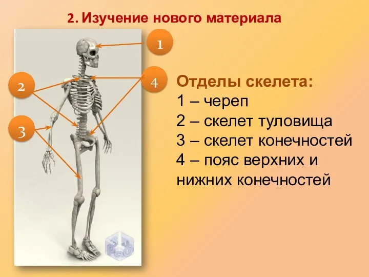 Отделы скелета: 1 – череп 2 – скелет туловища 3 –