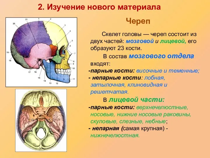 Скелет головы — череп состоит из двух частей: мозговой и лицевой,