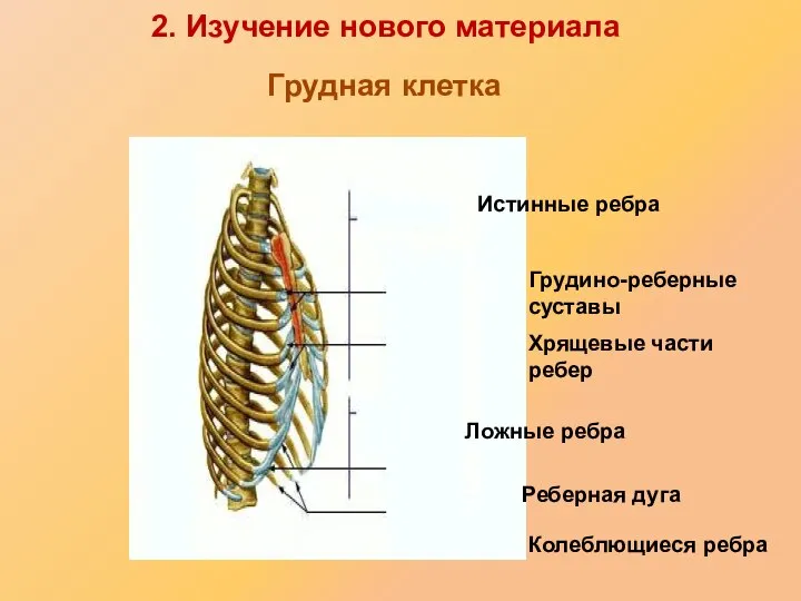 Истинные ребра Грудино-реберные суставы Хрящевые части ребер Ложные ребра Реберная дуга