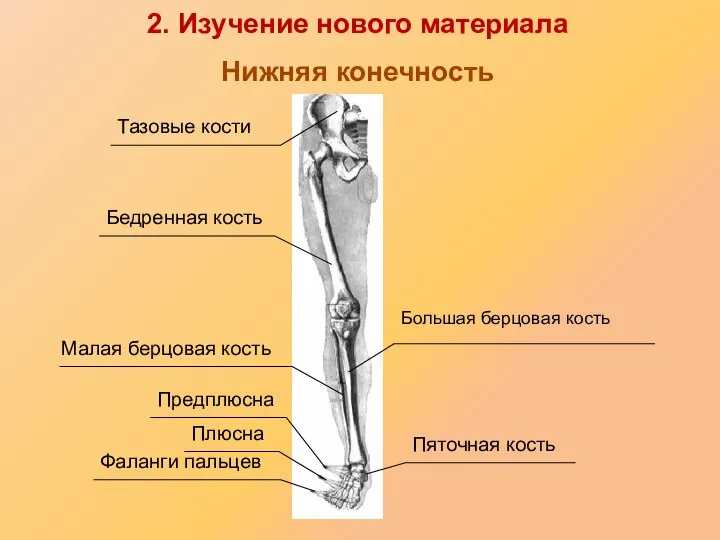 Тазовые кости Бедренная кость Большая берцовая кость Малая берцовая кость Предплюсна