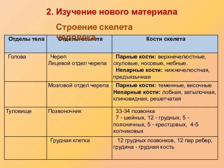 Строение скелета человека 2. Изучение нового материала