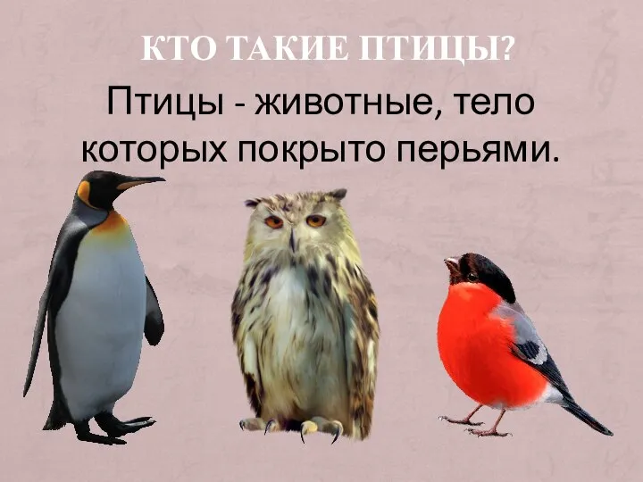 КТО ТАКИЕ ПТИЦЫ? Птицы - животные, тело которых покрыто перьями.