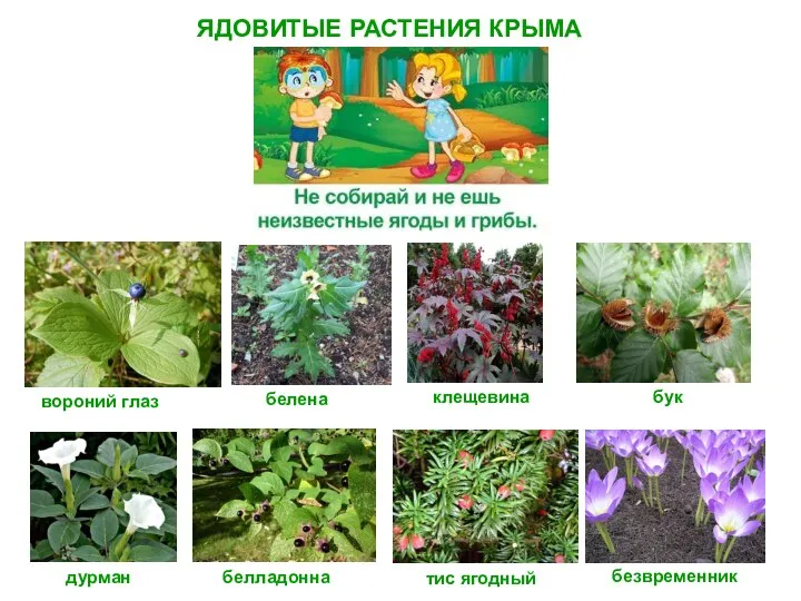 ЯДОВИТЫЕ РАСТЕНИЯ КРЫМА вороний глаз дурман белладонна белена тис ягодный безвременник бук клещевина