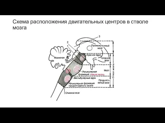 Схема расположения двигательных центров в стволе мозга