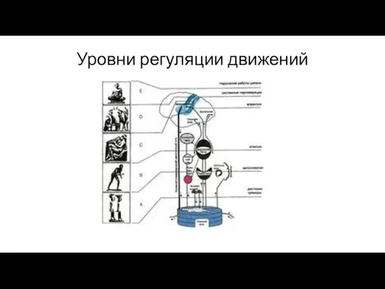 Уровни регуляции движений