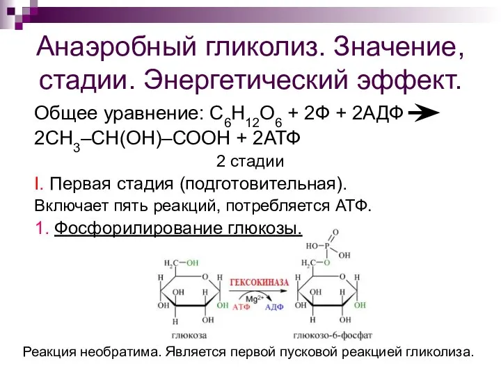 Анаэробный гликолиз. Значение, стадии. Энергетический эффект. Общее уравнение: С6Н12О6 + 2Ф