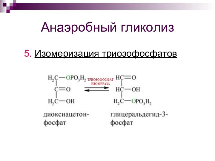 Анаэробный гликолиз 5. Изомеризация триозофосфатов