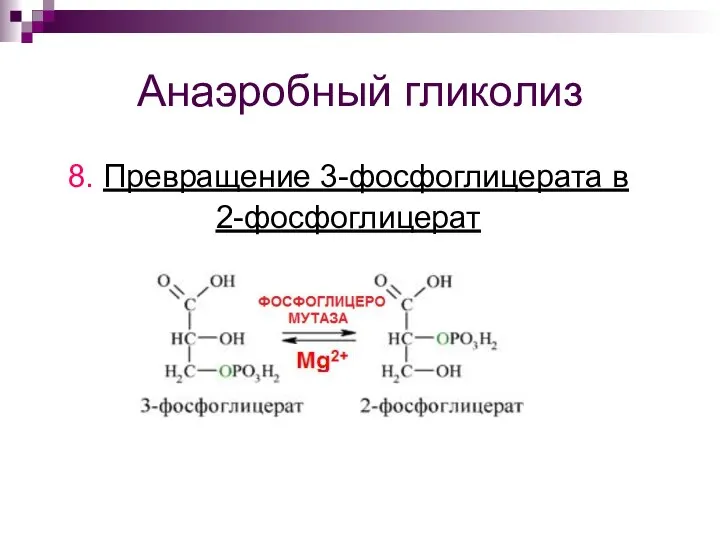 Анаэробный гликолиз 8. Превращение 3-фосфоглицерата в 2-фосфоглицерат