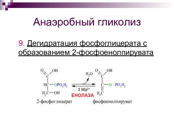 Анаэробный гликолиз 9. Дегидратация фосфоглицерата с образованием 2-фосфоенолпирувата