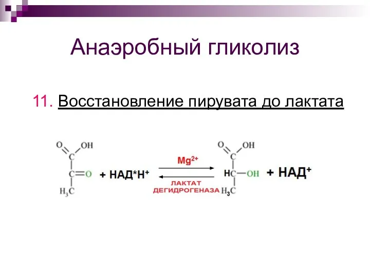 Анаэробный гликолиз 11. Восстановление пирувата до лактата