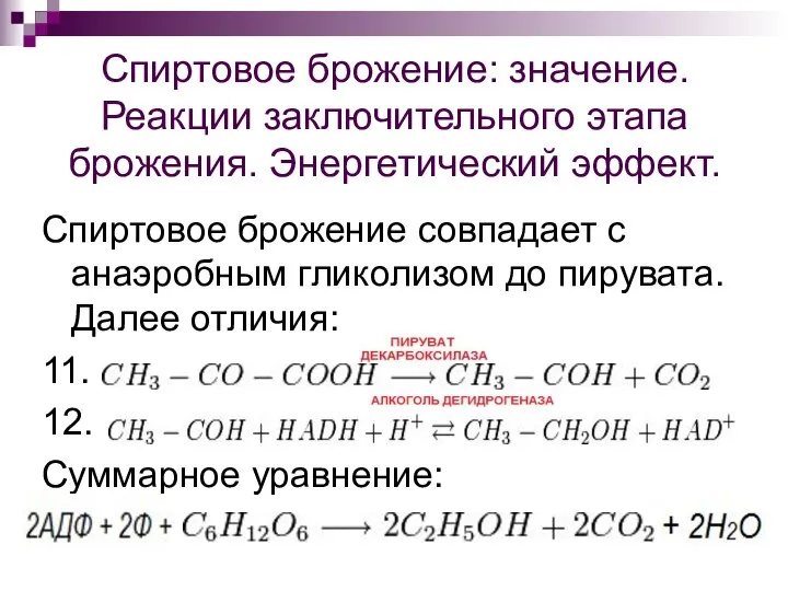 Спиртовое брожение: значение. Реакции заключительного этапа брожения. Энергетический эффект. Спиртовое брожение