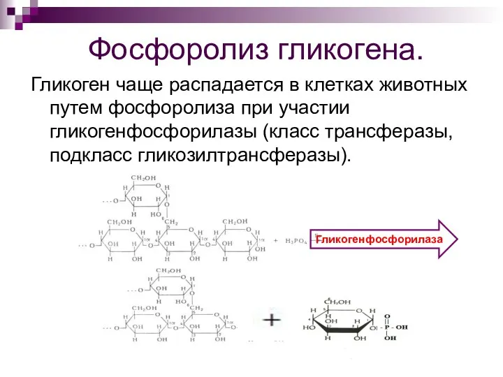 Фосфоролиз гликогена. Гликоген чаще распадается в клетках животных путем фосфоролиза при