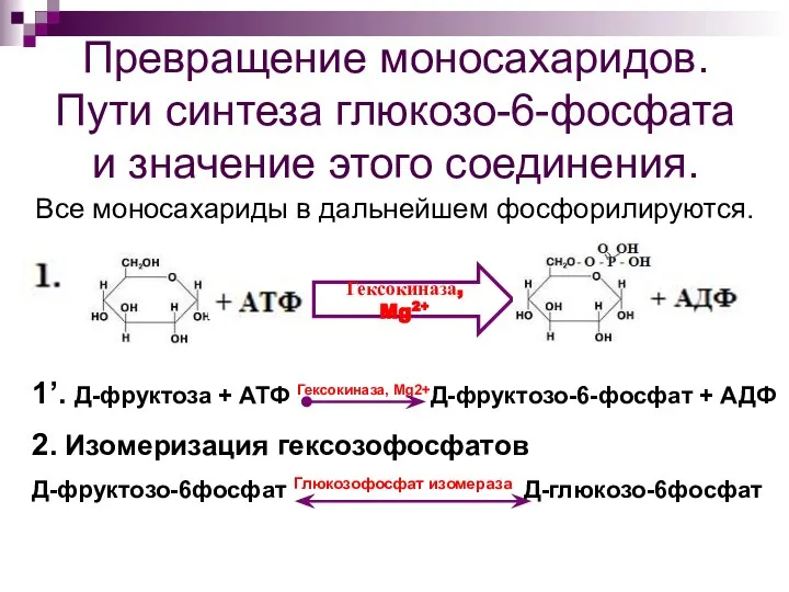 Превращение моносахаридов. Пути синтеза глюкозо-6-фосфата и значение этого соединения. Все моносахариды