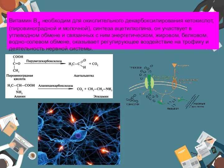 Витамин B1 необходим для окислительного декарбоксилирования кетокислот, (пировиноградной и молочной), синтеза
