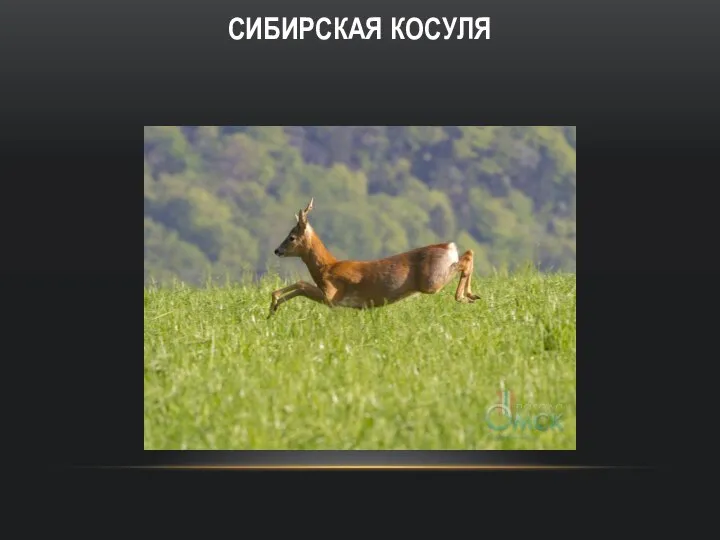 СИБИРСКАЯ КОСУЛЯ