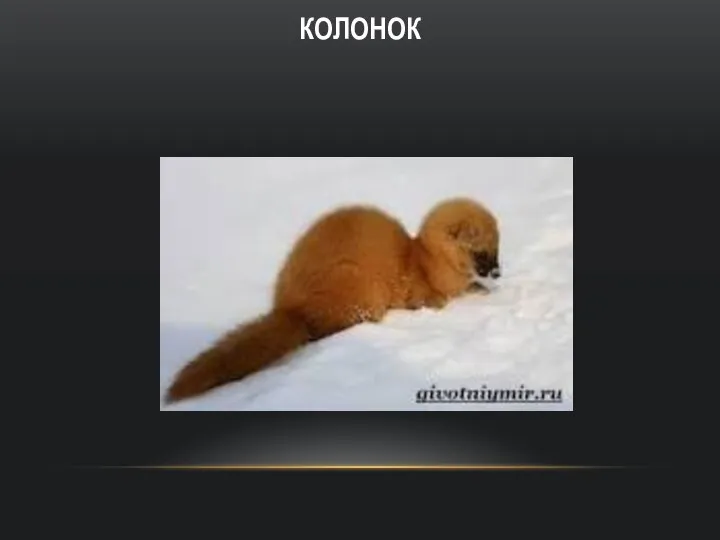 КОЛОНОК