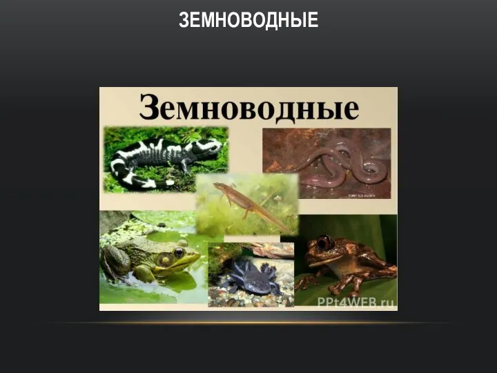 ЗЕМНОВОДНЫЕ