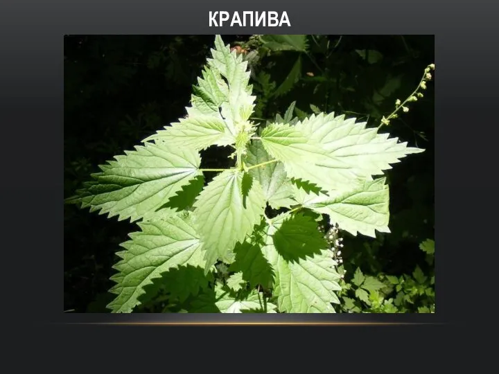 КРАПИВА