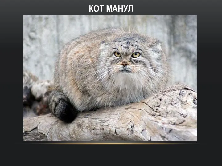 КОТ МАНУЛ