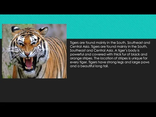 Tigers are found mainly in the South, Southeast and Central Asia.