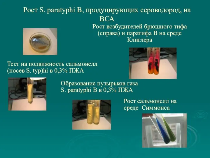 Рост S. раratyphi В, продуцирующих сероводород, на ВСА Рост возбудителей брюшного