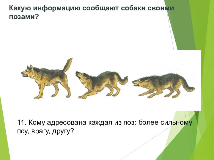 11. Кому адресована каждая из поз: более сильному псу, врагу, другу?