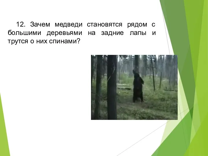 12. Зачем медведи становятся рядом с большими деревьями на задние лапы и трутся о них спинами?