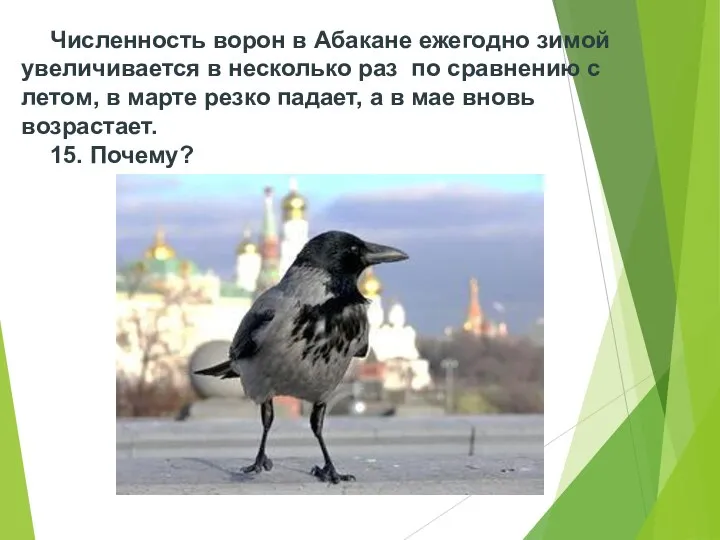 Численность ворон в Абакане ежегодно зимой увеличивается в несколько раз по