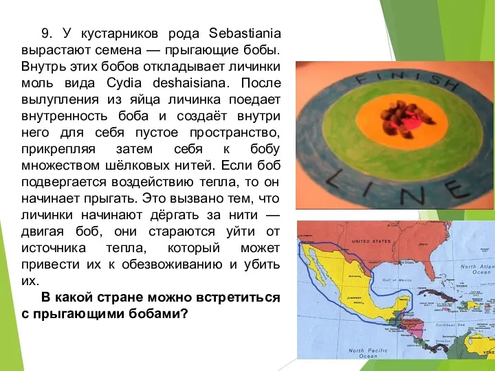 9. У кустарников рода Sebastiania вырастают семена — прыгающие бобы. Внутрь