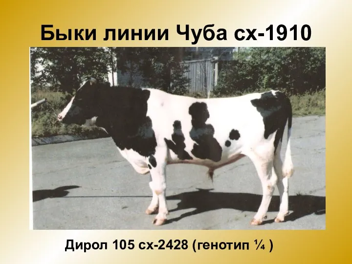 Быки линии Чуба сх-1910 Дирол 105 сх-2428 (генотип ¼ )