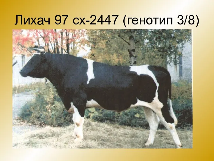 Лихач 97 сх-2447 (генотип 3/8)