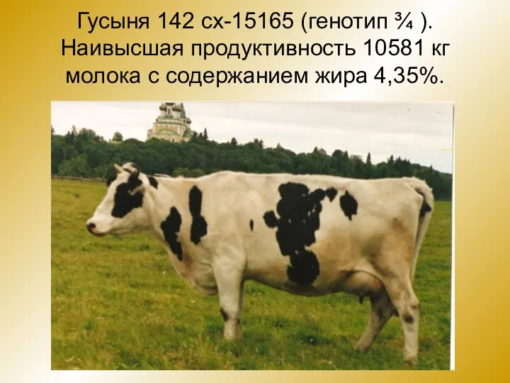 Гусыня 142 сх-15165 (генотип ¾ ). Наивысшая продуктивность 10581 кг молока с содержанием жира 4,35%.
