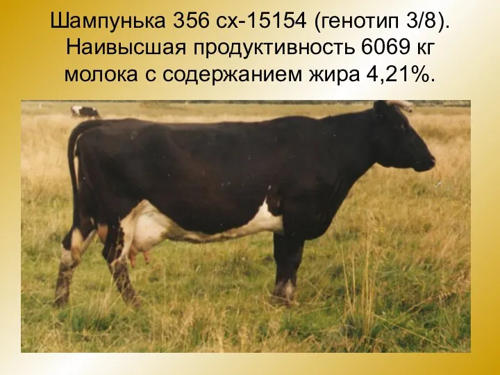 Шампунька 356 сх-15154 (генотип 3/8). Наивысшая продуктивность 6069 кг молока с содержанием жира 4,21%.