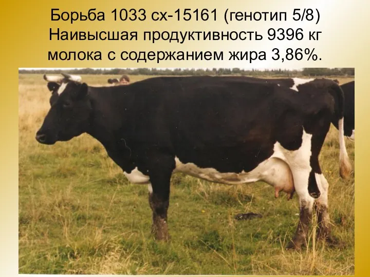 Борьба 1033 сх-15161 (генотип 5/8) Наивысшая продуктивность 9396 кг молока с содержанием жира 3,86%.