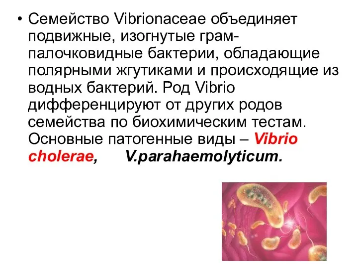 Род Vibrio Семейство Vibrionaceae объединяет подвижные, изогнутые грам- палочковидные бактерии, обладающие