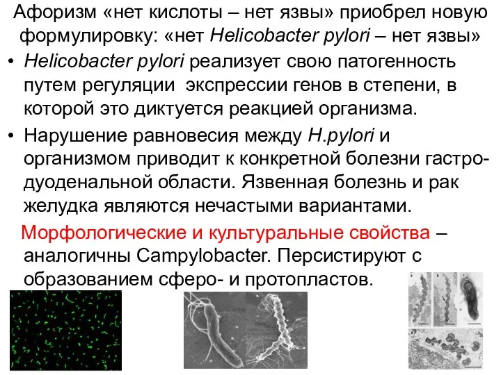 Афоризм «нет кислоты – нет язвы» приобрел новую формулировку: «нет Helicobacter