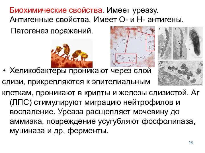 Биохимические свойства. Имеет уреазу. Антигенные свойства. Имеет О- и Н- антигены.