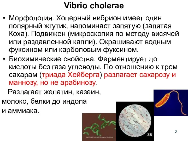 Vibrio cholerae Морфология. Холерный вибрион имеет один полярный жгутик, напоминает запятую