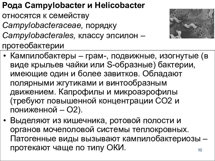 Рода Campylobacter и Helicobacter относятся к семейству Campylobacteraceae, порядку Campylobacterales, классу