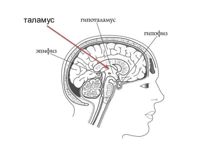 таламус