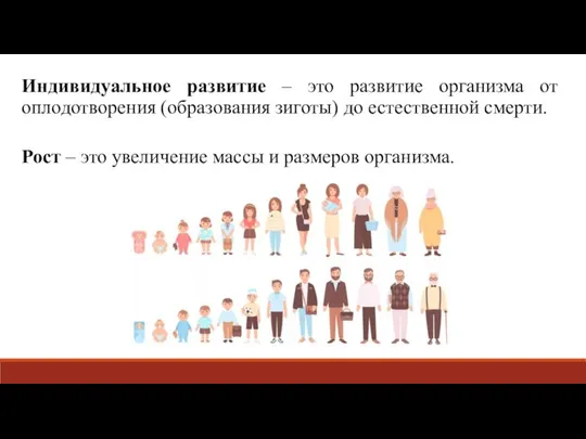 Индивидуальное развитие – это развитие организма от оплодотворения (образования зиготы) до